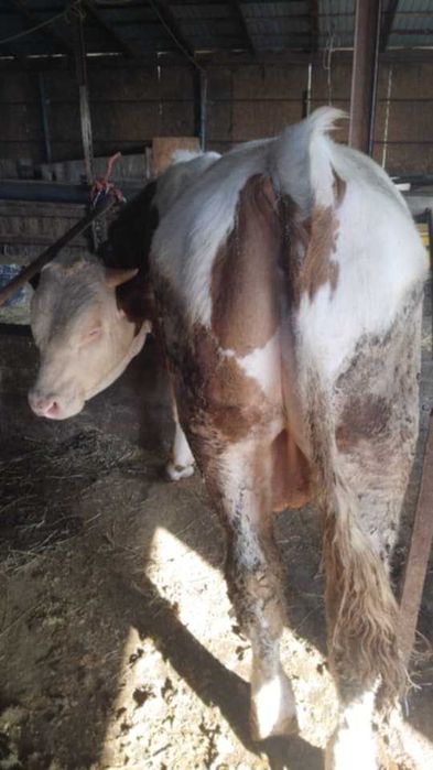 De vinzare vita baltata si un taur pentru monta