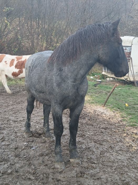 Vând sau schimb mânză