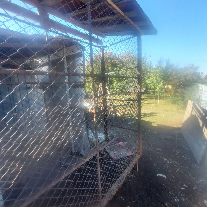 Vand porumbar(coser porumb)