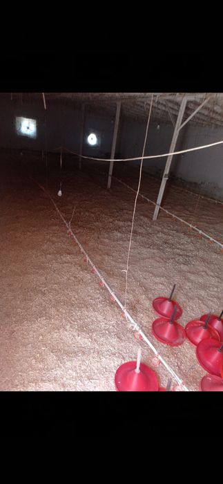 Broler boqish uchun tayor joy