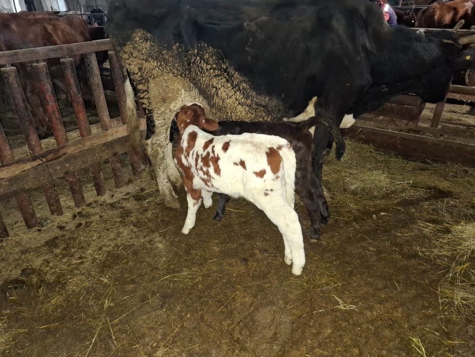 Продам телят, бычков