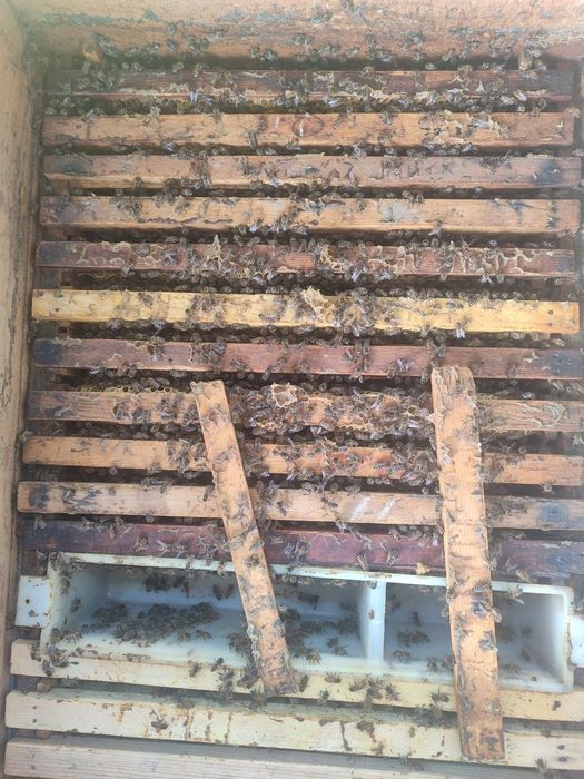 Продаются пчелопакеты, матки, Карпат + Бакфаст. Асалари пакетлари