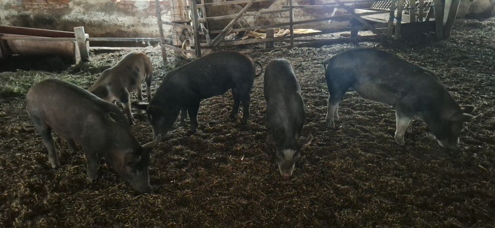 Продавам прасенца кръстоска