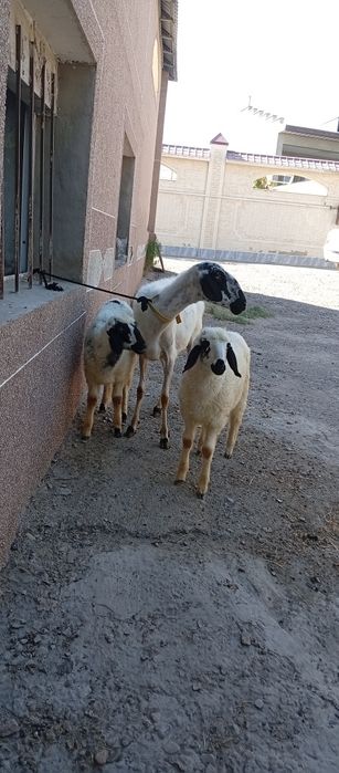 Она бола куй сотилади