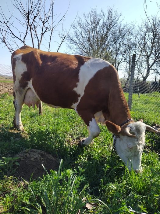 Vând  vaca de 7 ani blândă  genstata  de 3 luni  jumate