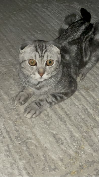 Племенной шотландский вислоухий котёнок с документами