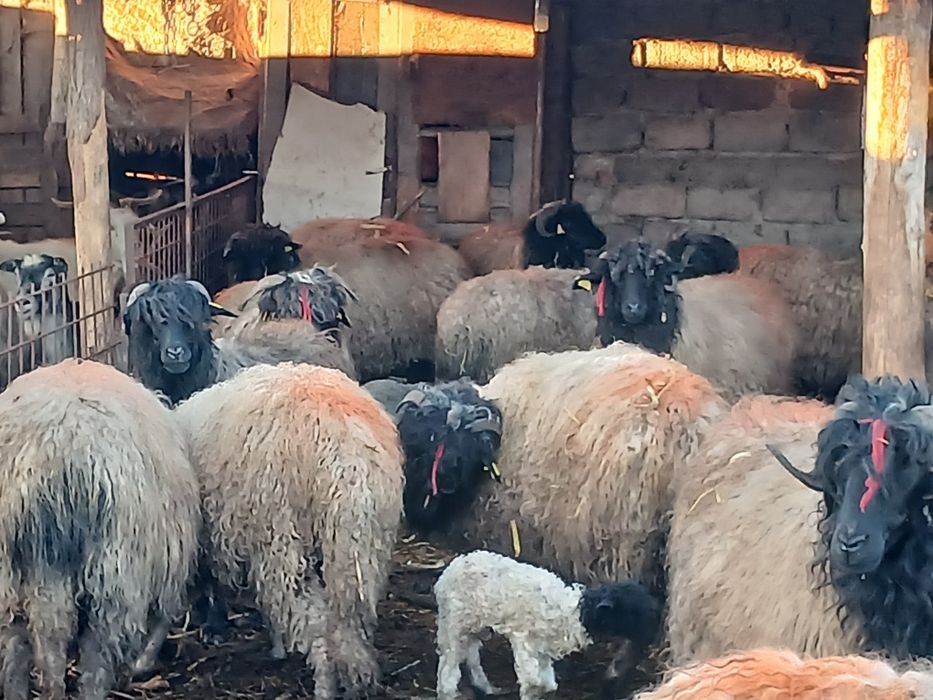 Se vinde Carabase de Brastavatu