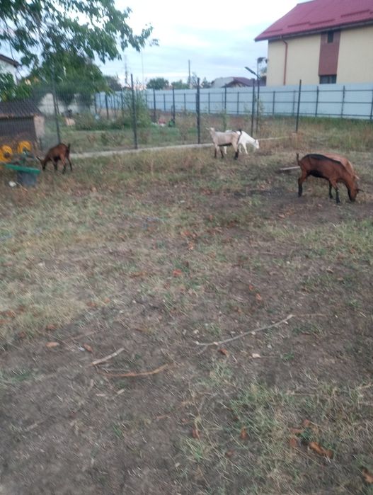 Țap și capre de vanzare