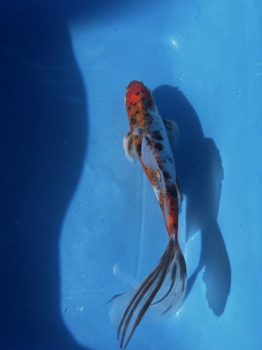 Koi balig’i sotiladi