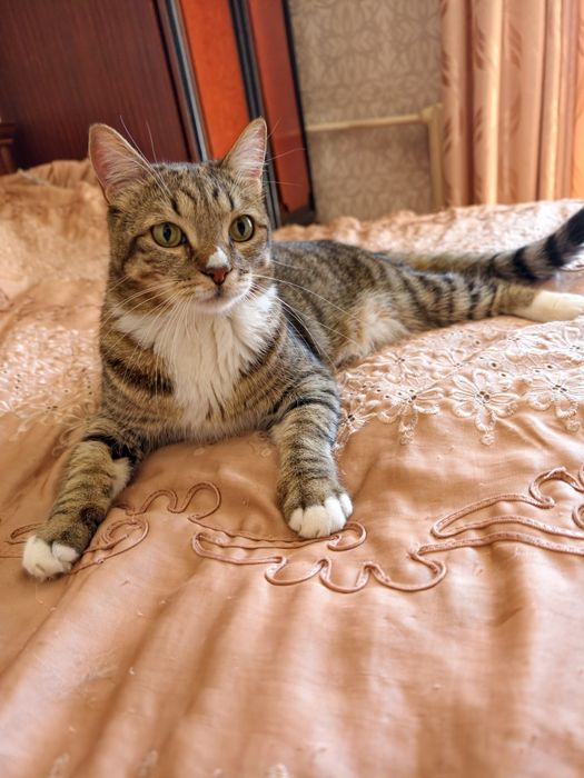Отдам котика хорошего