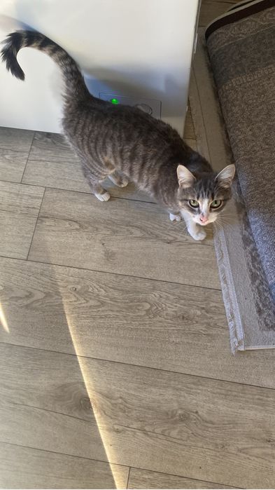 Отдадим в хорошие руки кошечку