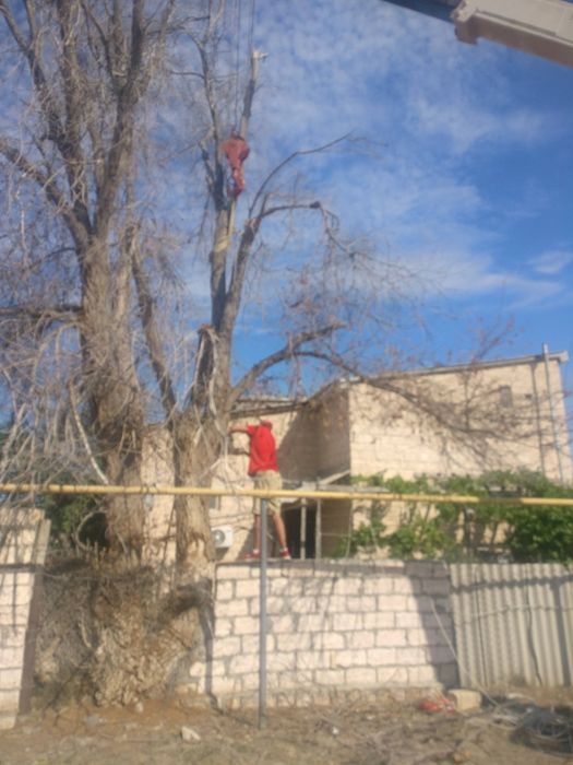 Обрезка деревьев сухостоя. 20000т