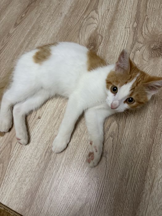 Кот,4 месяца,нуждается в доме