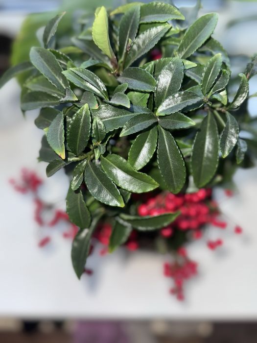 Продам ардизию городчатую