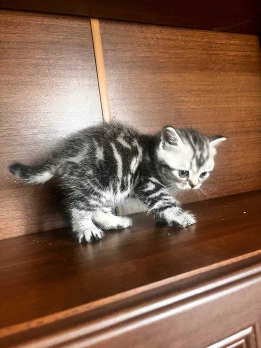 Шотландские котята