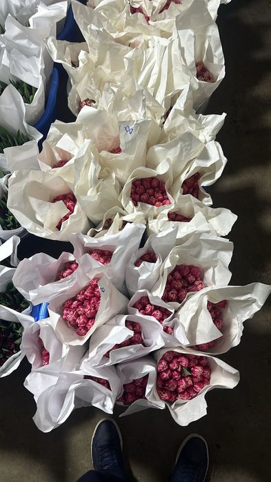 Тюльпан оптом и розницу. есть в наличии