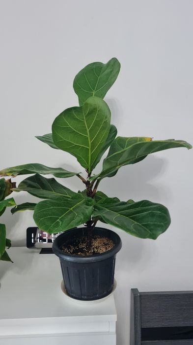 Фикус Лирата продам