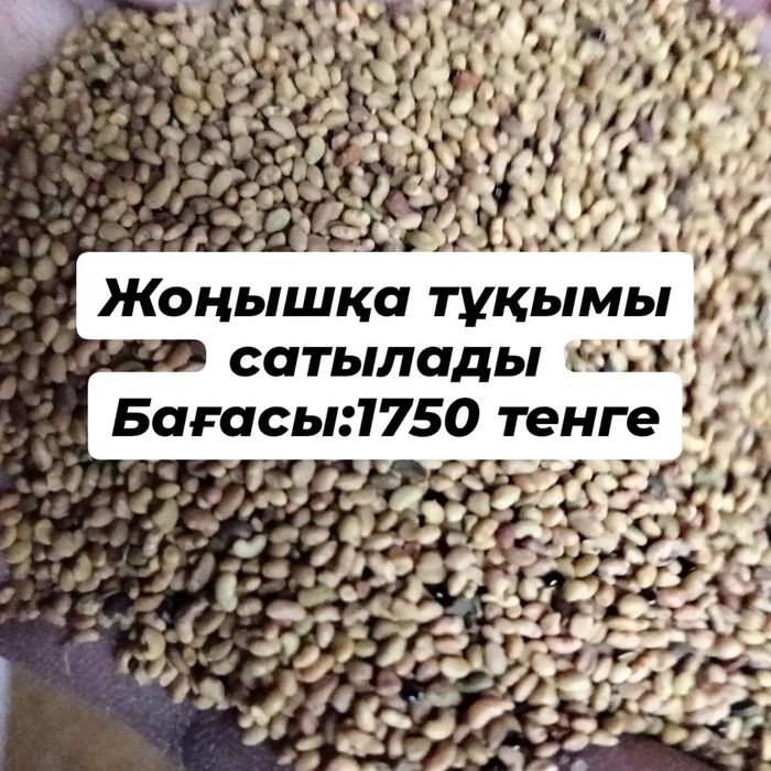 Жоңышқа сатылады