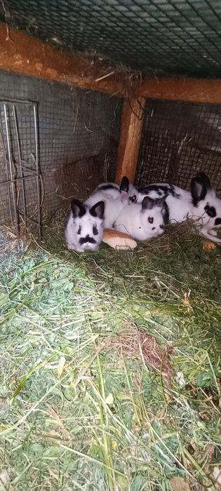 Iepuri pui o lună mini cap de leu pitic
