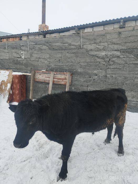 Караганда сатылады