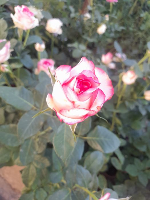 Atirgul (Roza) ko‘chatlari