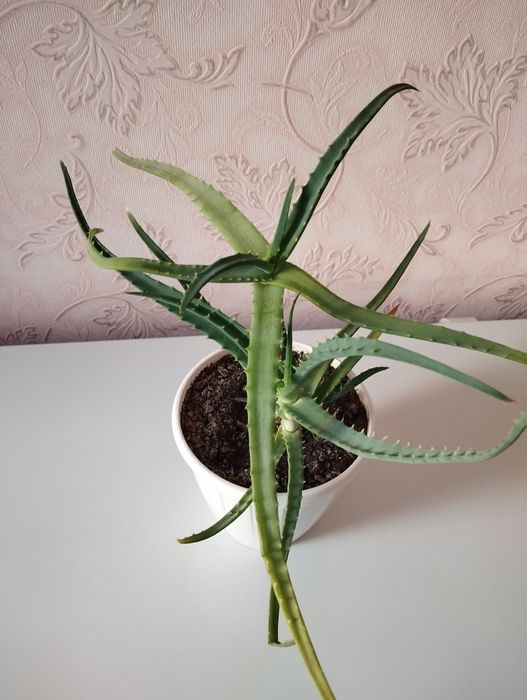 Лечебное Растение Алоэ