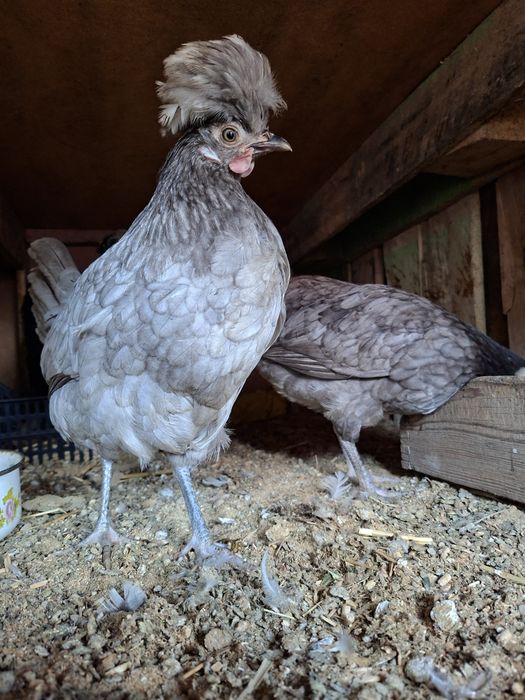 Gollandak tovuqlar sotuvda narxini kilishtirib biramiz