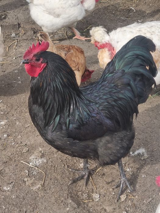 Turturele razatoare cochinchina pitic,australorp perusi berbec pitic