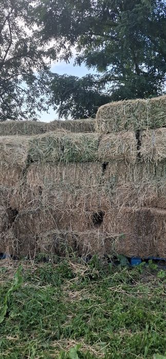 Vând baloți lucernă