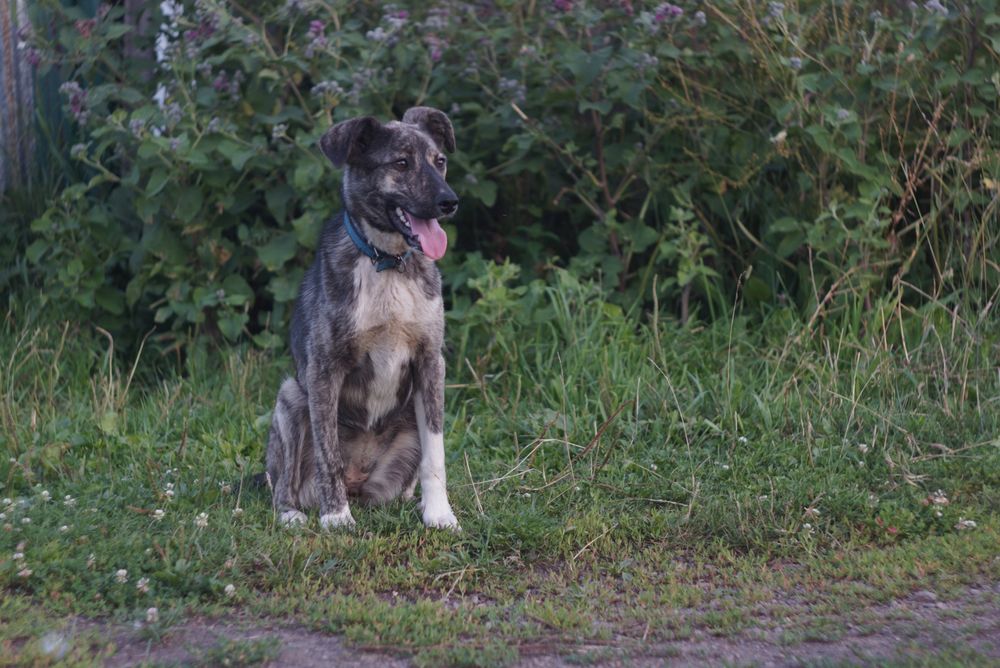 Щенок в поиске семьи