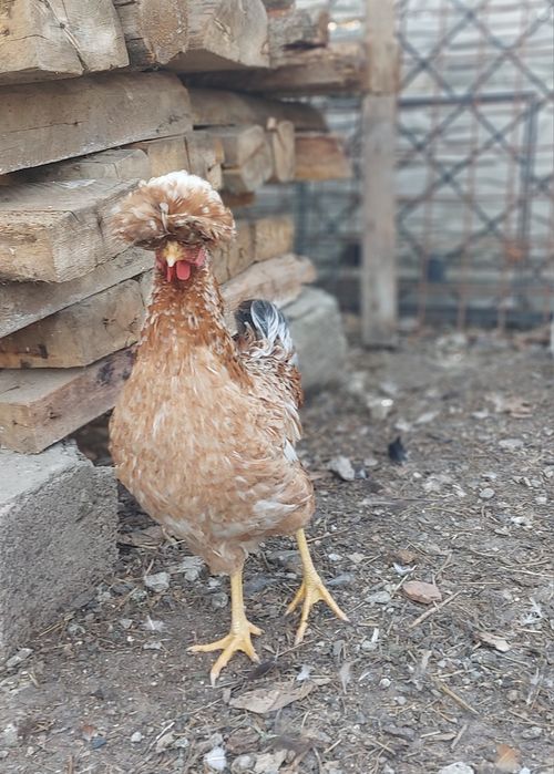 Vând 3 găini sanjak