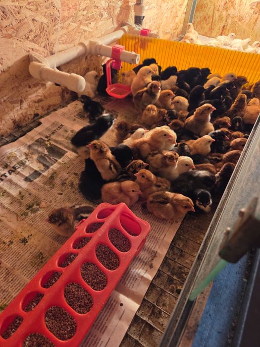 Цыплята Доменанта