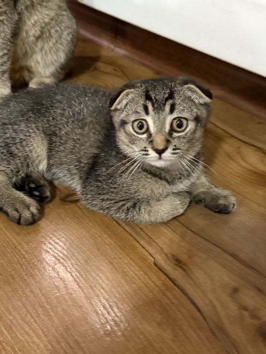 Кошка шотландская вислоухая мальчик