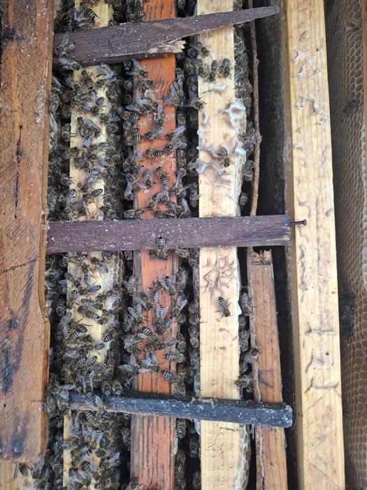 Продажа пчел. Живые.