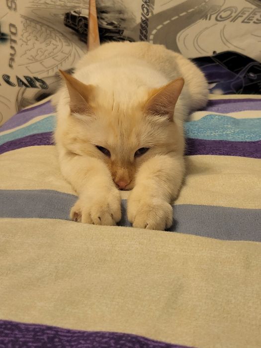 Отдам кота мальчик