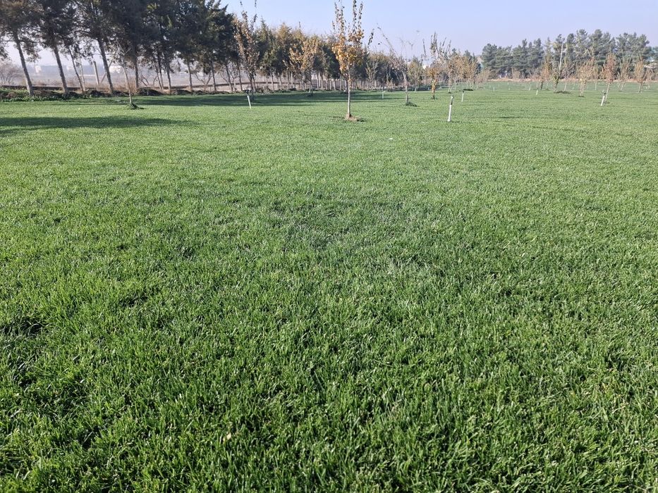 Gazon Toshkent - Газон Тошкент - Живой Руллонный Установка Свое Поле!