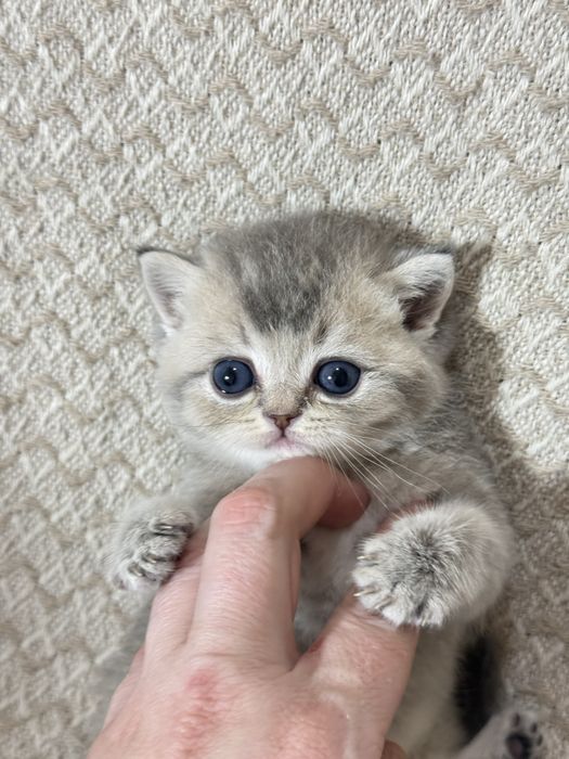 Вязка чистокровный британец Шиншилла