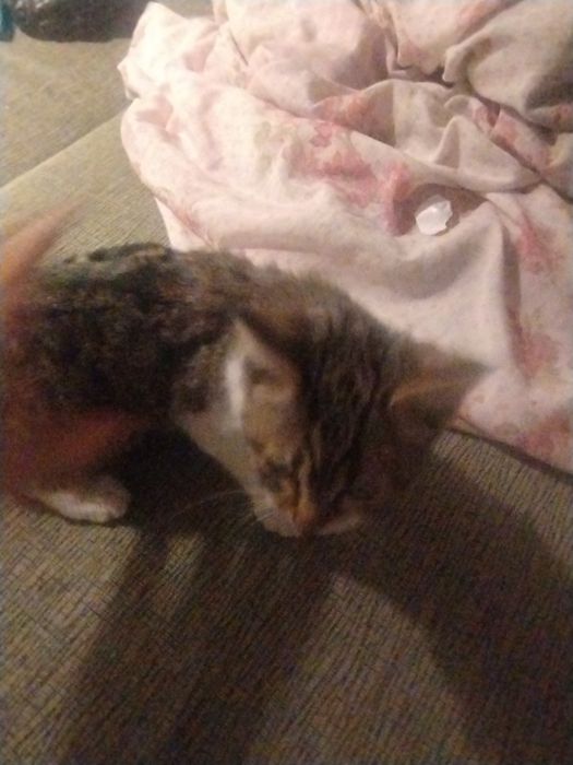 Отдам срочно котенка