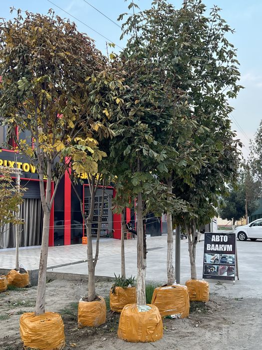 Kashtan daraxti 5 6 metrli oq guli kashtan