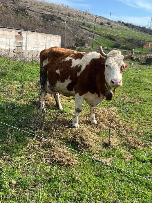 Vacă bălțata românească