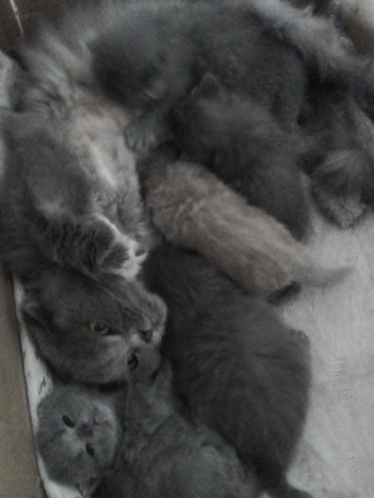 Продоется катята, Шатландские скоттиш фолд.