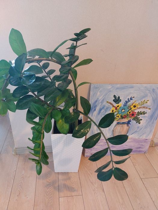 Замиокулькас цветок