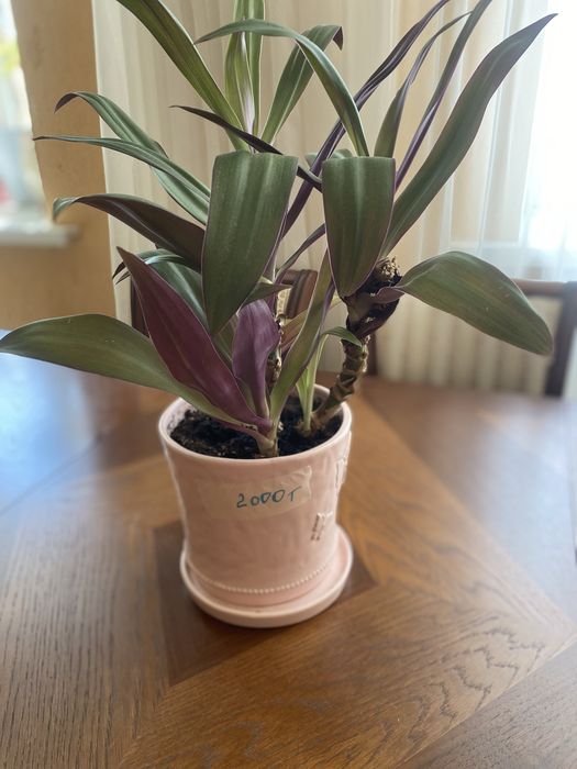 самые красивые комнатные цветы