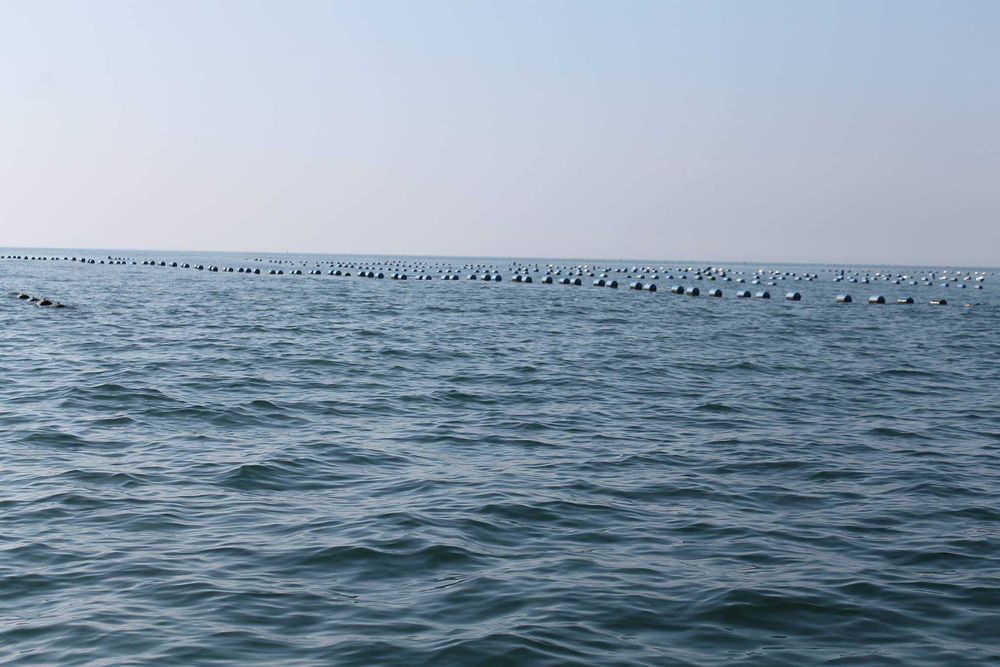 Ферма за култивирани миди