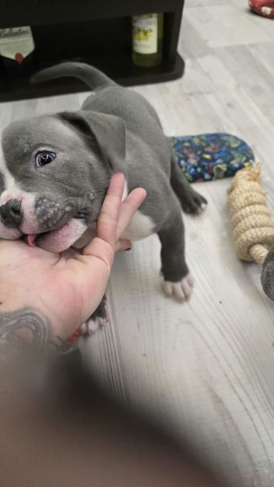 Американско Покет Були