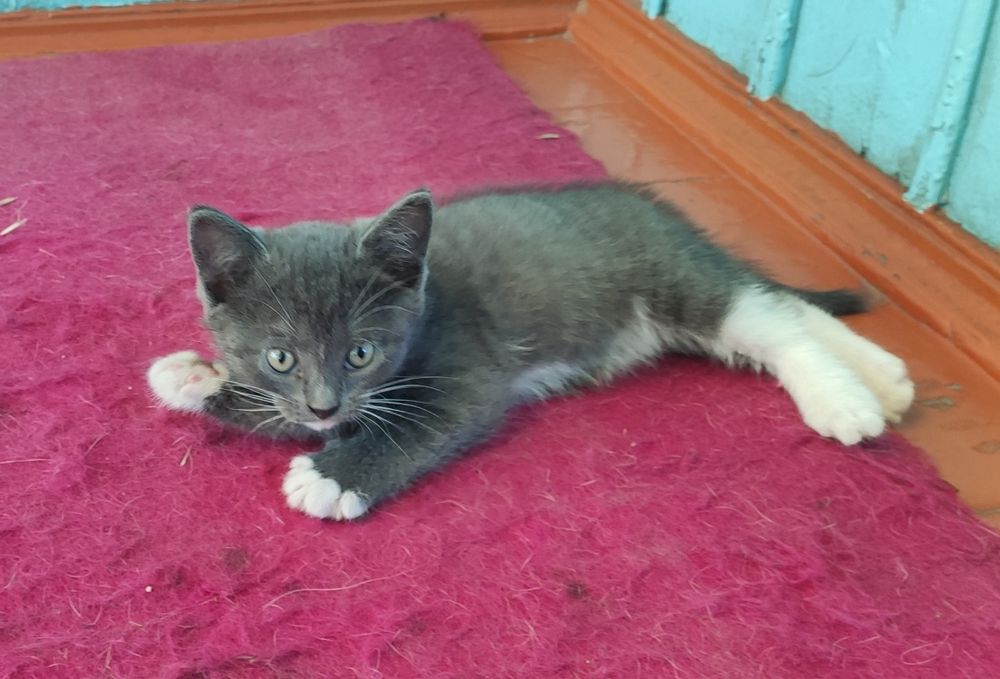 Отдам котят в добрые руки