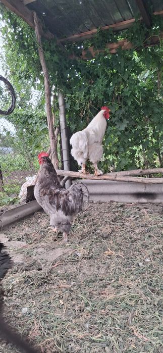 Продам петух 3шт