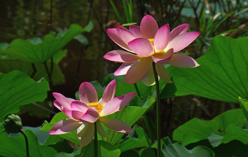 Pentax k-m + obiective