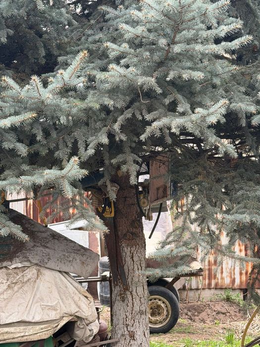 Продам голубую ель