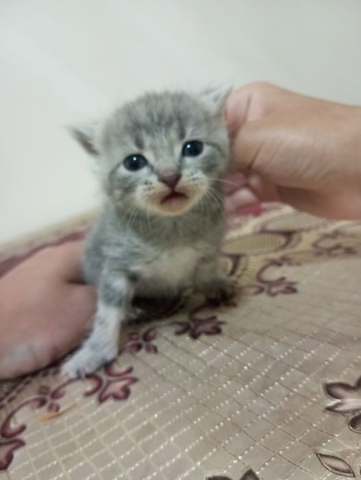 Skotish fold va skotish strayt